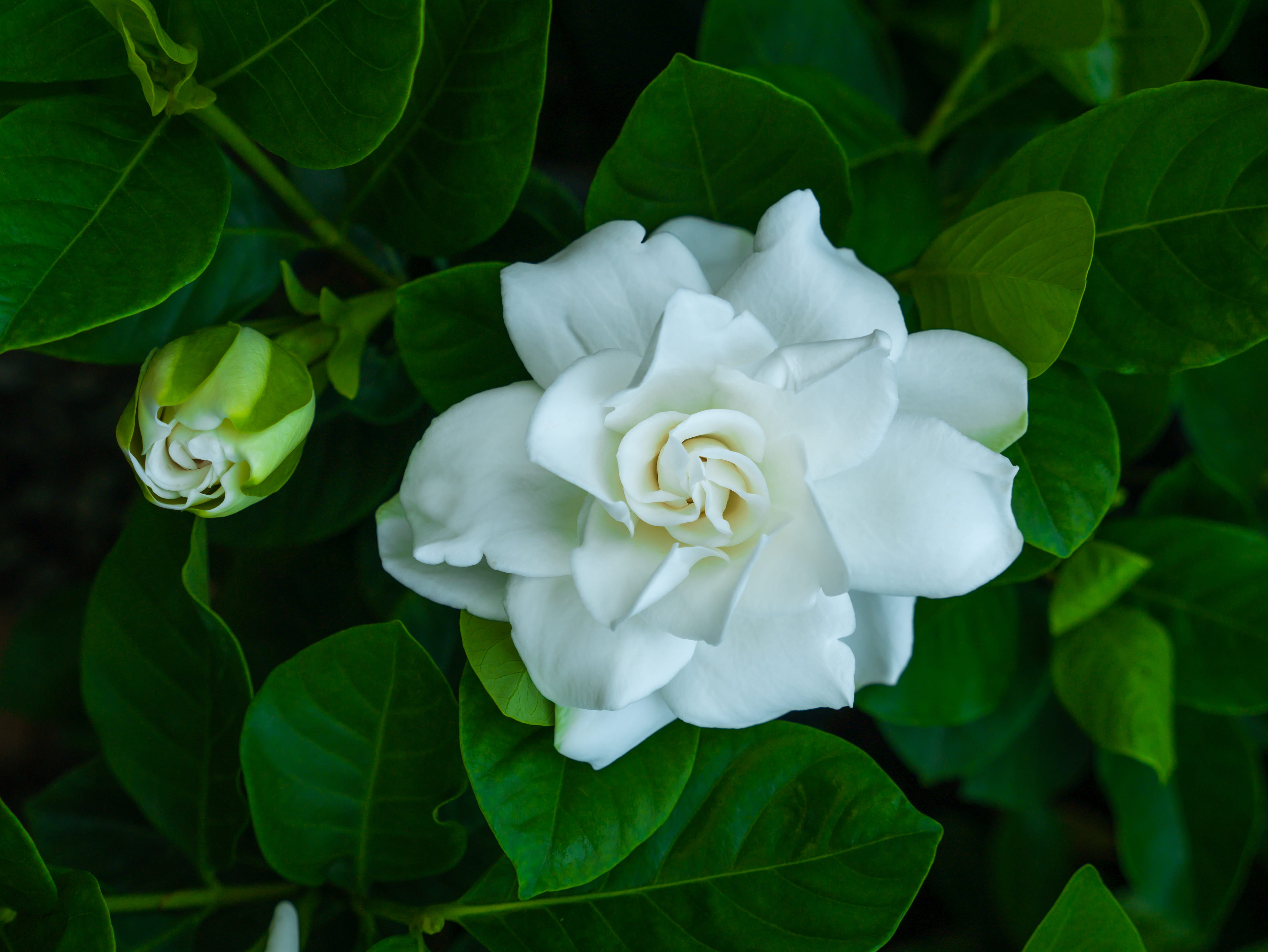 Magnolia Flower